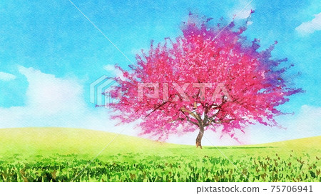 Pink sakura in full blossom Watercolor landscape 75706941