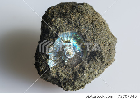 Ammonite fossil imprint on stone, macro view of petrified prehistoric extinct animal 75707349