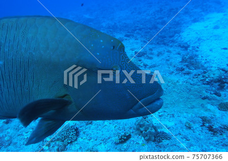 Palau 75707366