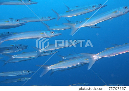 Palau Palau 75707367