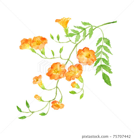 Chinese trumpet creeper stock image. Image of lingxiaohua - 75938903