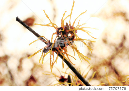 Yellow flower "witch hazel" watercolor style that grows vividly in the morning sun Yellow flower "witch hazel" watercolor style that grows vividly in the morning sun 75707576