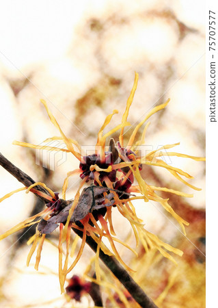Yellow flower "witch hazel" watercolor style that grows vividly in the morning sun Yellow flower "witch hazel" watercolor style that grows vividly in the morning sun 75707577