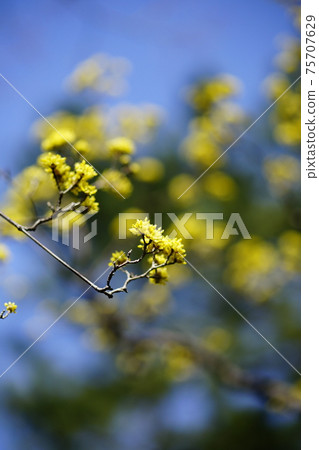 Cornus officinalis Cornus officinalis 75707629