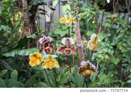 March Sagamihara 119 Paphiopedilum, Orchidaceae, Tropical Garden, Prefectural Sagamihara Park 75707734