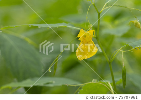 A yellow flower that looks like a sailboat is hung. A yellow flower that looks like a sailboat is hung. 75707961