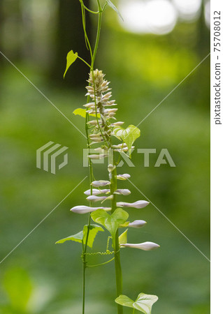 Wild grass known as edible wild plants, Hosta sieboldiana Wild grass known as edible wild plants, Hosta sieboldiana 75708012