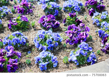 三色堇花 75708063