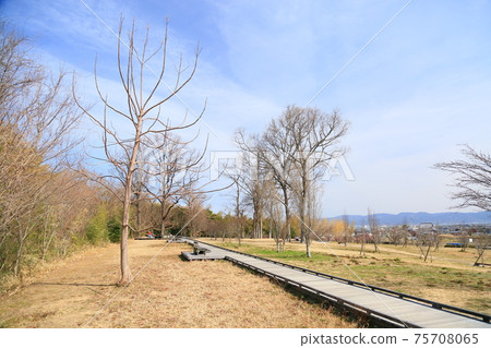 早春公園，等待春天的樹梢 75708065