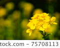 黃色的花的照片 75708113
