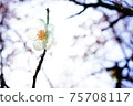 對陽光透明的白梅 75708117