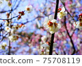 白色李子開花有紅色李子開花背景 75708119