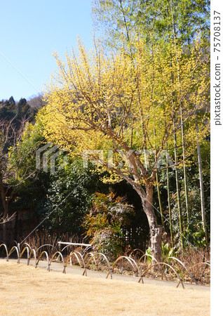 Spring in Takao Komagino Garden Hachioji City Spring in Takao Komagino Garden Hachioji City 75708137