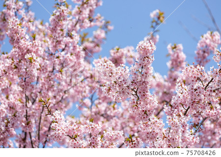 櫻花景色，盛開，四個季節，四季，京都植物園的京都植物園圖片[三月] 75708426