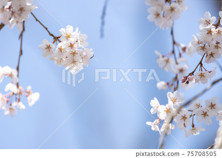Cherry blossom scenery, full bloom, four seasons, seasons, image of Kyoto Botanical Gardens in Sakyo-ku, Kyoto [March] 75708505
