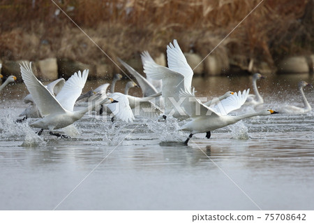 天鵝踢在水面，然後起飛 75708642