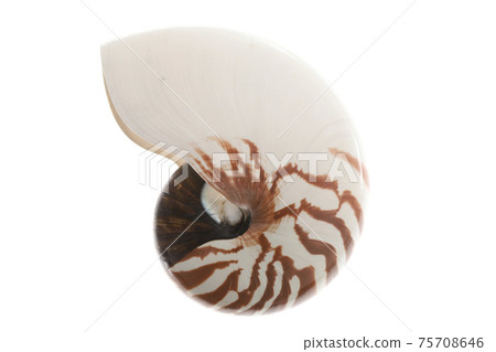 鸚鵡螺材料 75708646