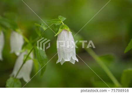 風鈴風鈴草,一種野草,開出漂亮的鐘形花 風鈴風鈴草,一種野草,開出漂亮的鐘形花 75708916