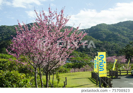 沖繩八重岳公園的鮮紅色櫻花和獵戶座啤酒旗 75708923