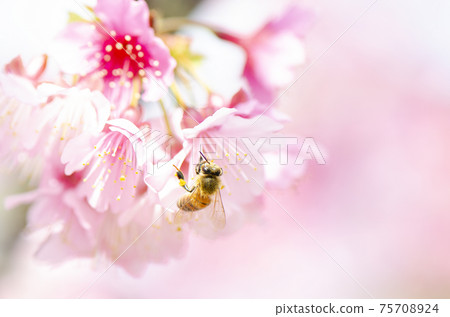 Bees sucking the denseness of cold scarlet cherry blossoms Bees sucking the denseness of cold scarlet cherry blossoms 75708924