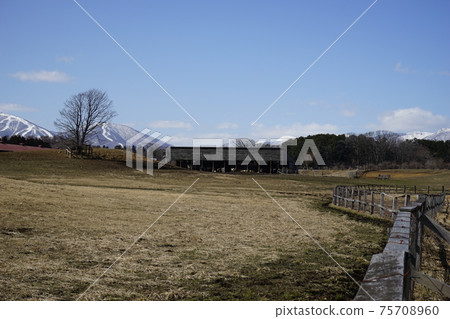 Koiwai farm in spring 75708960