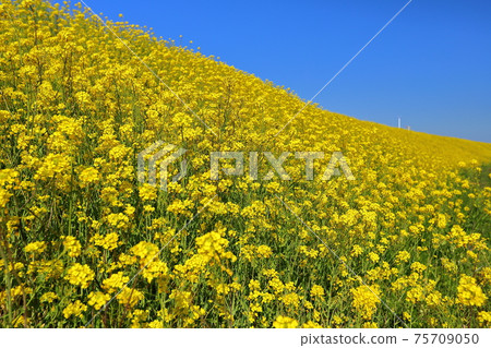 Kawajima-cho, Hiki-gun, Saitama Prefecture, rape field and blue sky along the Arakawa River Kawajima-cho, Hiki-gun, Saitama Prefecture, rape field and blue sky along the Arakawa River 75709050