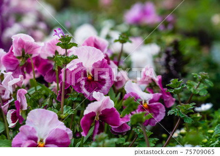 春天花三色堇和henbit 春天花三色堇和henbit 75709065