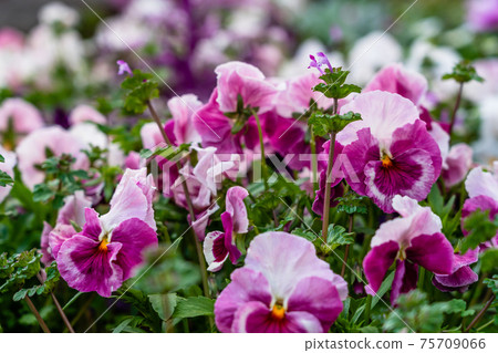 春天花三色堇和henbit 春天花三色堇和henbit 75709066