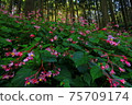 秋海棠森林，粉紅色的花朵盛開，像流淌下來的 75709174