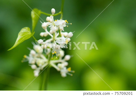 Pollia japonica was named because the shape of the leaves resembles that of Japanese ginger. 75709201