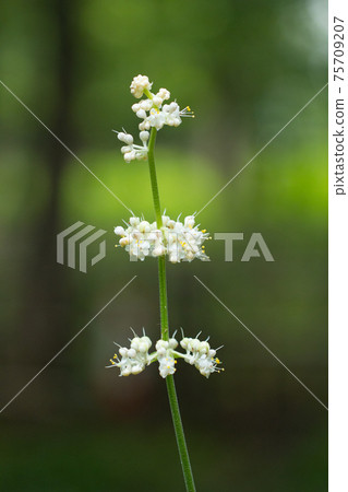 Pollia japonica was named because the shape of the leaves resembles that of Japanese ginger. 75709207