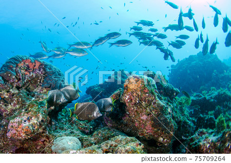 Underwater in Ogasawara, Yuzen and Saw 75709264