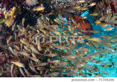 小gas原，金目堂，天ah的一群 75709266