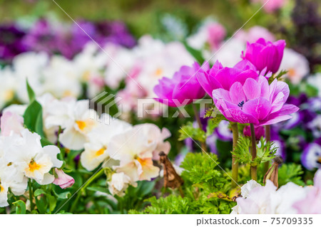 Spring anemones and pansies 75709335