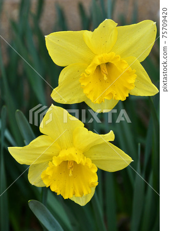 Plant: Daffodil Amaryllidaceae Plant: Daffodil Amaryllidaceae 75709420