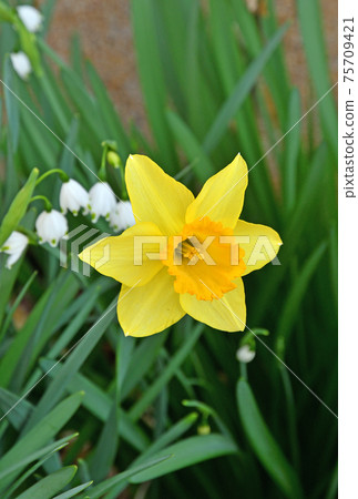Plant: Daffodil Amaryllidaceae Plant: Daffodil Amaryllidaceae 75709421