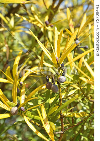 Tree: Rakumaki Affilaceae Tree: Rakumaki Affilaceae 75709441