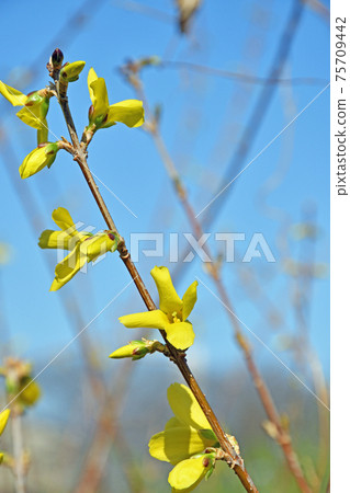 Tree: Family Forsythiae 75709442