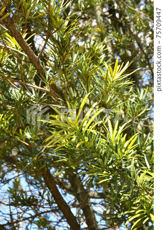 Tree: Rakumaki Affilaceae Tree: Rakumaki Affilaceae 75709447
