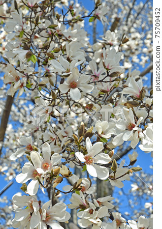 樹:Kobushi Magnoliaceae 樹:Kobushi Magnoliaceae 75709452