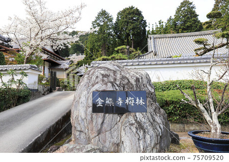 大阪市仙南市Kinyuji梅樹 大阪市仙南市Kinyuji梅樹 75709520