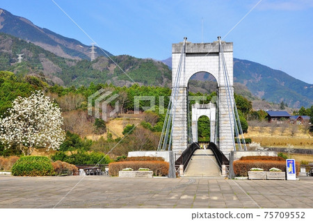 Kanagawa Prefectural Hadano Tokawa Park Wind suspension bridge, Tanzawa mountains and blue sky 75709552