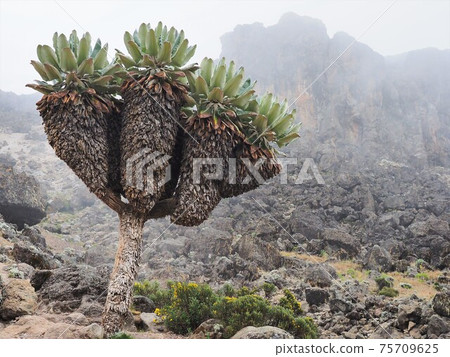Kilimanjaro / alpine plants 75709625