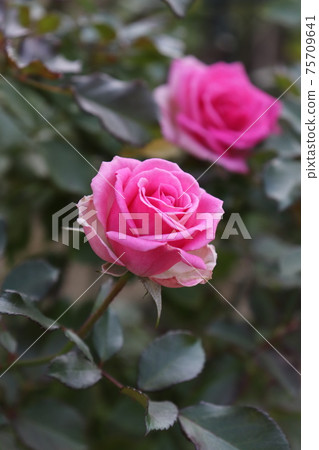 Antique pink rose (variety name Mimi Eden) 75709641