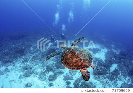 小gas原,秩父,海龜和潛水員。1 小gas原,秩父,海龜和潛水員。1 75709699