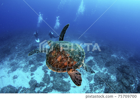 Ogasawara, Chichijima, sea turtles and divers. 2 Ogasawara, Chichijima, sea turtles and divers. 2 75709700