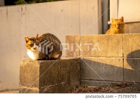 Dusk and stray cat 75709705