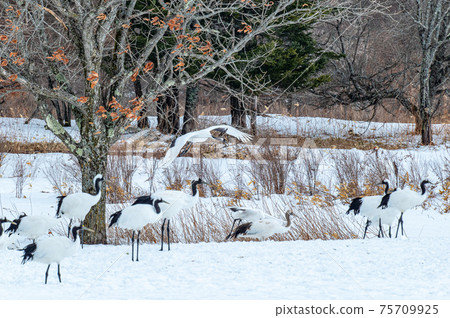 Winter scenery of Eastern Hokkaido, Japanese crane Winter scenery of Eastern Hokkaido, Japanese crane 75709925