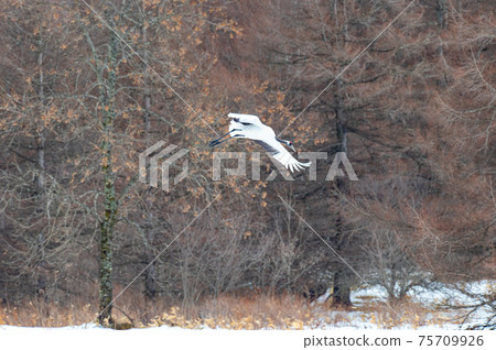 Winter scenery of Eastern Hokkaido, Japanese crane Winter scenery of Eastern Hokkaido, Japanese crane 75709926