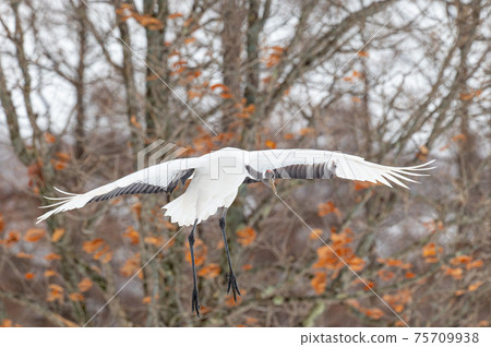 Winter scenery of Eastern Hokkaido, Japanese crane Winter scenery of Eastern Hokkaido, Japanese crane 75709938